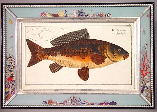 Inventory: A Set of Three 18th Century Engravings of Fish by Marcus Bloch, Circa 1780., SOLD •