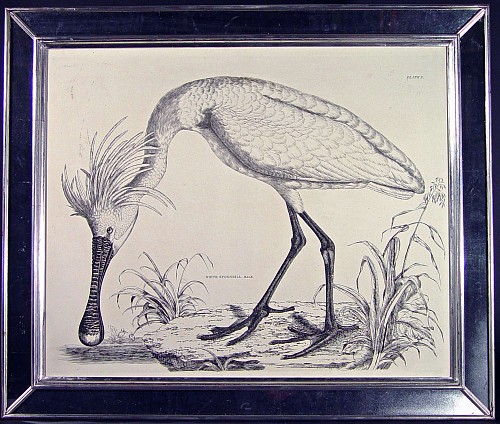 Inventory: A Large Life Sized Engraving of of a White Male Spoonbill , Plate X, by Prideaux John Selby, Circa 1830
Circa 1819-34, SOLD •