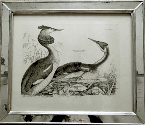 Inventory: An Engraving of a Pair of Great Crested Grebes, Illustrations of British Ornithology,Plate LXXIII, Circa 1830-34, by Prideaux John Selby., SOLD •