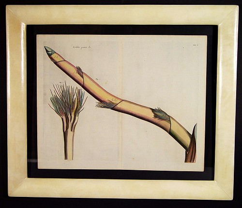 Inventory: A  17th Century Dutch Botanical Engraving from "Hortus Indicus Malabaricus", Circa 1678-93, SOLD •