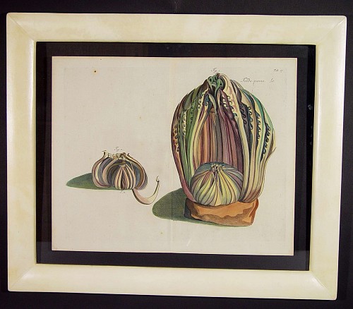 A  17th Century Dutch Botanical Engraving from "Hortus Indicus Malabaricus", Circa 1678-93 SOLD •