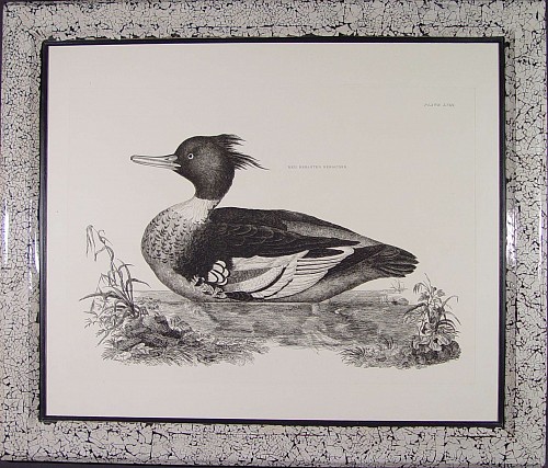 Inventory: A Large Engraving of A Red Brested Merganser by Prideaux John Selby, Circa 1830, SOLD •
