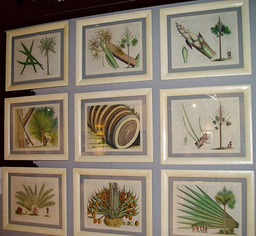 Inventory: A Set of Nine 17th Century Coloured Engravings of Palms from the Malabar Coast by Van Rheede., SOLD •