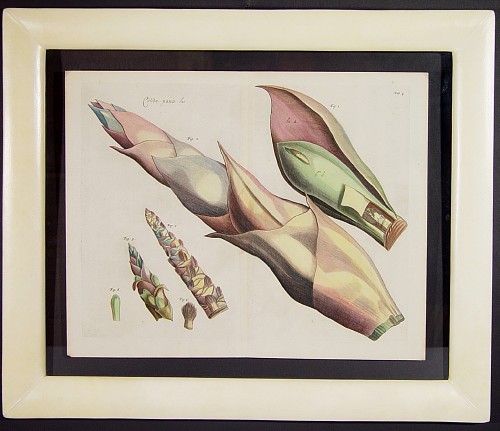 Rheede Tot Draakestein Dutch Botanical Engraving from Hortus Indicus Malabaricus  by Rheede Tot Draakestein, Circa 1678-93 $2,500