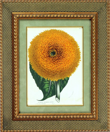 Inventory:  Louis van Houtte, Botanical Print of the Californian Sunflower from Flore des serres et des jardins de l'Europe by Louis van Houtte, Circa 1850, $950