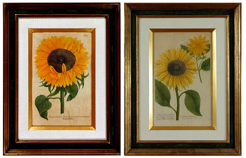 Inventory:  Johann Wilhelm Weinmann, Johann Weinmann Engravings of Sunflowers, #371 & #373, Circa 1737-42, $1,800