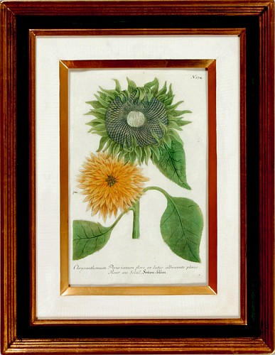 Inventory:  Johann Wilhelm Weinmann, Johann Weinmann Engravings of Sunflowers, #374, Circa 1737-45, $900