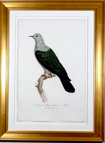 Inventory:  Madam Knipp, Madame Pauline Knip Engravings of Pigeons, Colombe Ramier or Wood Pigeon, 1811