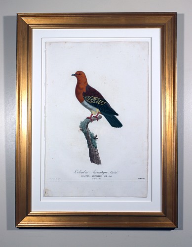 Inventory:  Madam Knipp, Madame Pauline Knip Engravings of A Pigeon, Plate 2,  Colombar Aromatica Var (Colombar Aromatique, Variete), 1811, $2,500