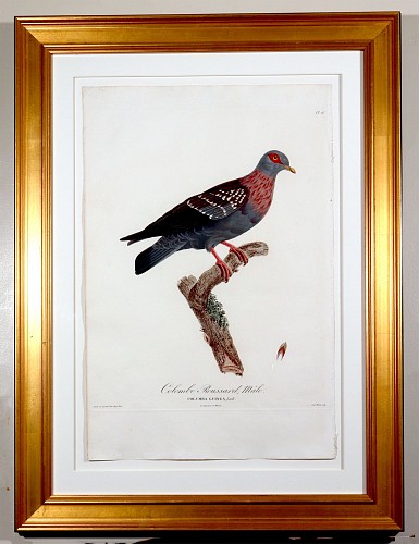 Inventory:  Madam Knipp, Madame Pauline Knip Engravings of A Pigeon, Plate 16, Columba Guinea (Colombe Roussard, Male), 1811, $2,500
