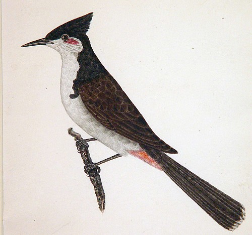 Search:  East India Company School, East India Company School Picture of a Bird Kanra, India, 1780-1820, $3,500