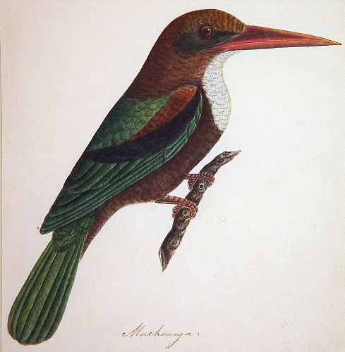 Search:  East India Company School, East India Company School Picture of A Bird Titled Muchrunga, India, 1780-1820, $3,500