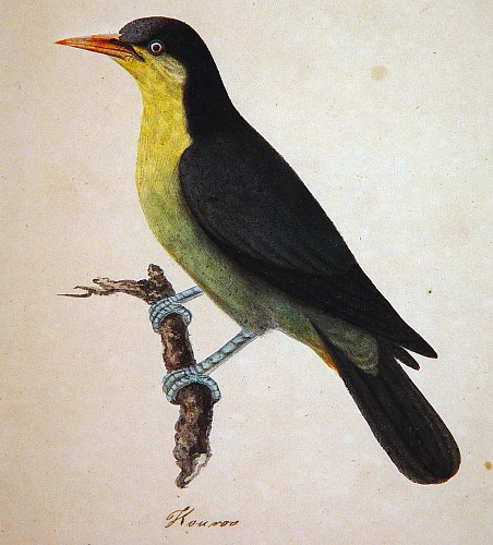 Search:  East India Company School, East India Company School Picture of A  Bird Named Kouroo, India, 1780-1820, $3,500