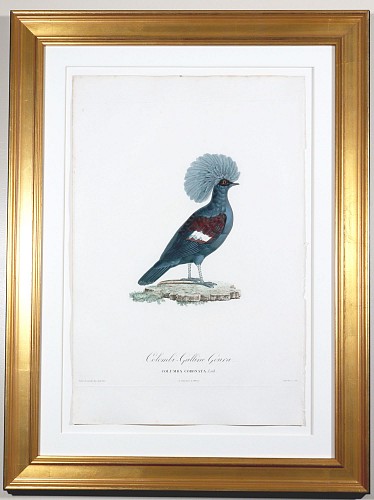 Inventory:  Madam Knipp, Madame Pauline Knip Engravings of A Pigeon, Columba Coronata ( Colombi-Galline Goura), 1811, $4,500