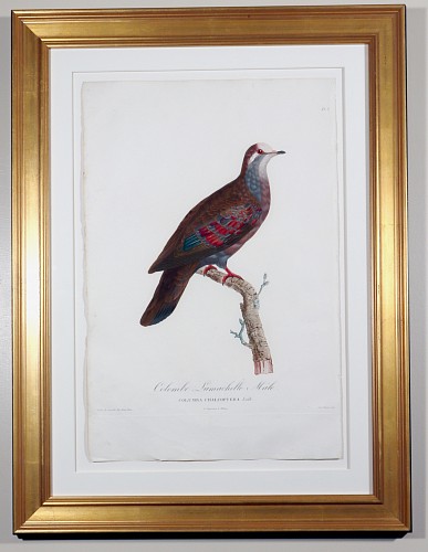 Inventory:  Madam Knipp, Madame Pauline Knip Engravings of A Pigeon, Plate 8, Columba Chalcoptera (Colombe Lumachelle MÃ¢le), 1811, $2,500