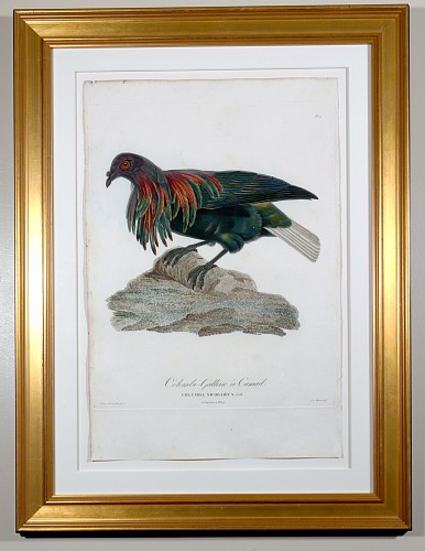 Inventory:  Madam Knipp, Madame Antoinette Pauline Knip Engravings of A Pigeon, Plate 2, Columba Nicobarica (Colombi- Galline a Camail), 1811, $1,800