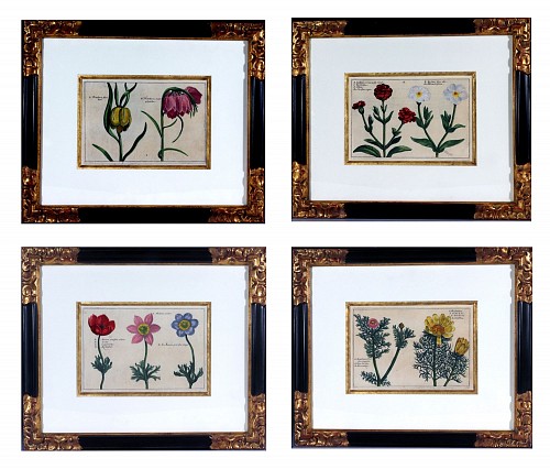 Inventory: Print Set of Four European Framed Botanical Prints, Crispin Van de Passe, "Hortus Floridus", 1614 SOLD &bull;