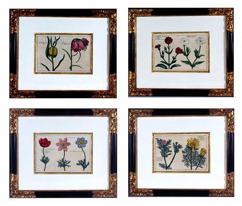 Inventory:  Print, Set of Four European Framed Botanical Prints, Crispin Van de Passe, "Hortus Floridus", 1614, SOLD •