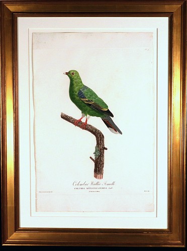 Inventory:  Madame Knip, Madame Pauline Knip Engraving of A Green Pigeon, Colombar Wallia, From Les pigeons par Madame Knip, neÃŒÂe Pauline de Courcelles, $3,500