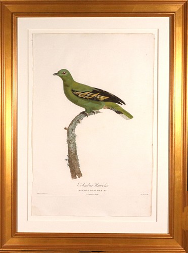 Inventory:  Madame Knip, Madame Pauline Knip Engraving of A Pigeon, Columbar Unicolor, From Les pigeons par Madame Knip, neÌe Pauline de Courcelles, 1809-11, $3,500