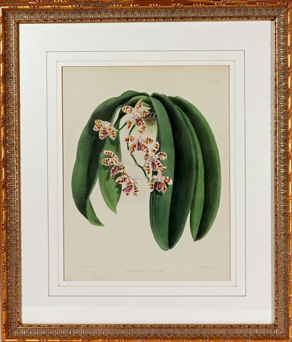 Inventory:  Print, English Botanical Print of an Orchid, by J. Nugent Fitch, The Orchid Album, Plate 80, 1872, SOLD •