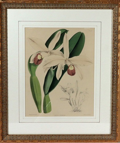 Inventory:  Print, English Botanical Print of an Orchid,by J. Nugent Fitch, The Orchid Album, Plate 60, 1872, SOLD •