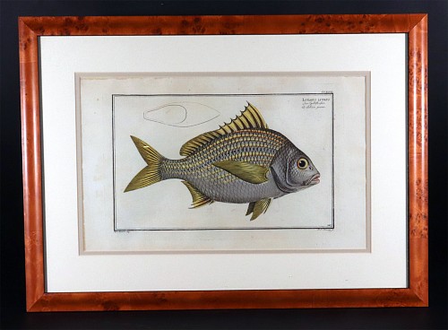 Inventory: Marcus Bloch, Marcus Bloch Engraving of a Yellow Fin Fish

, 1780, $750