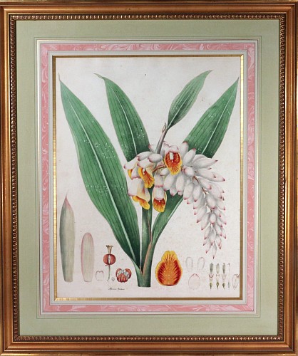 Inventory:  Print, William Roscoe Large Botanical Print of Tropical Monandrian Plant, Alpinia Nutans, 1828, $3,750