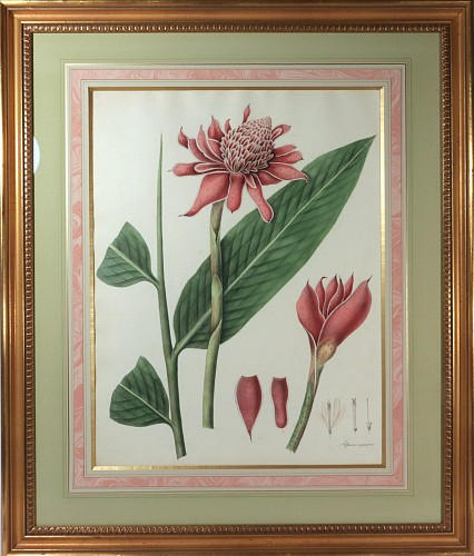 Inventory:  Print, William Roscoe Large Botanical Print of Tropical Monandrian Plant, Alpinia Magnifica, 1828, $3,750