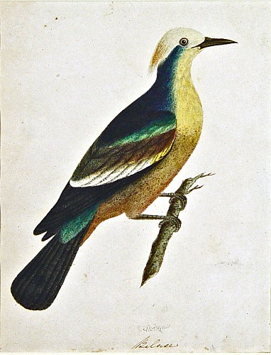 Search:  East India Company School, East India Company School Picture of A Bird Titled Bilace, India, Circa 1780-1820, $3,500