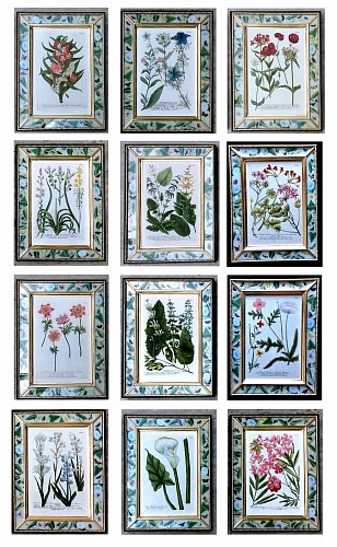 Inventory:  Johann Wilhelm Weinmann, Johann Weinmann Set of Twelve Botanical Engravings, 1740, SOLD •