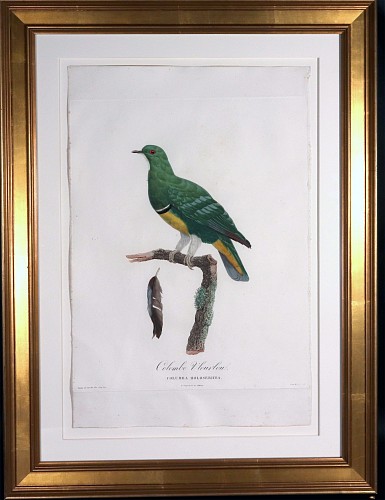 Madame Knip Madame Pauline Knip Engraving of a Green Pigeon, Colombe Vlouvlou, From Les pigeons par Madame Knip, ne&Igrave;e Pauline de Courcelles, 1811 $3,500