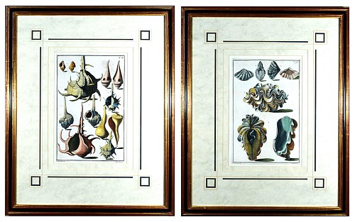 Inventory:  Niccol&Atilde;&sup2; Gualtieri, Seashell Pair of Engravings by Niccolo Gualtieri, Engraved by Antonio Pazzi & Giuseppe Menabuoni, Dated 1742, $4,500