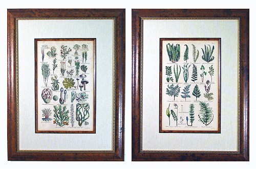 Inventory:  John Parkinson, John Parkinson Seventeenth-Century Botanical Prints, Dated 1629, $2,500
