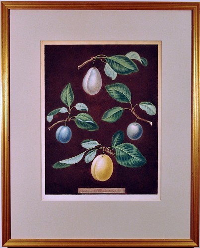 George Brookshaw George Brookshaw Aquatint Print of Four Varieties of Plums, 1806 $1,850