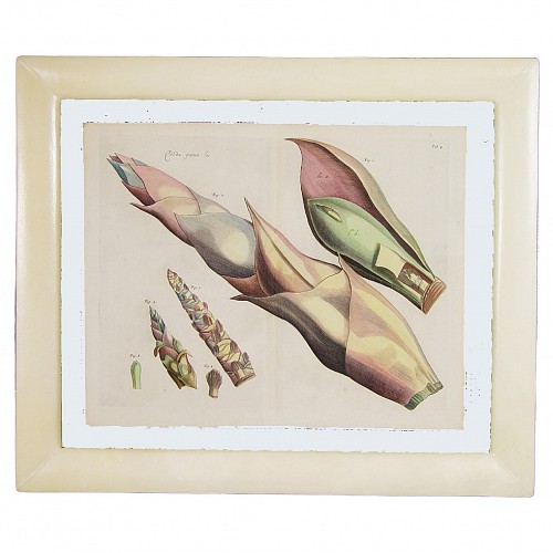 Inventory:  Rheede Tot Draakestein, Dutch Botanical Engraving from The Malabar Coast by Rheede Tot Draakestein, Circa 1678-93, $2,500