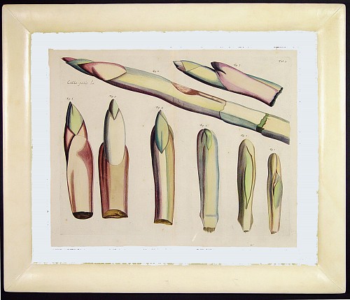 Inventory:  Rheede Tot Draakestein, 17th Cemtury Dutch Botanical Engraving from the Malabar Coast by Rheede Tot Draakestein, Circa 1678-93, $3,000