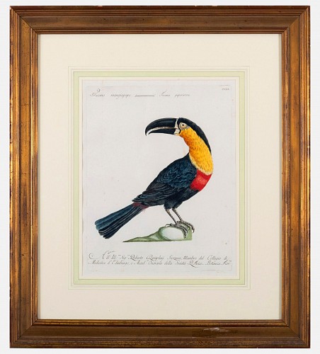 Inventory:  Print, Antique Bird Engraving of a Tucano Mangiapepe by Saverio Manetti, 1776, $3,900