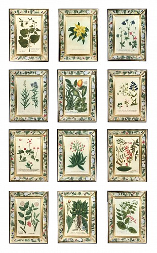 Print Phytanthoza Iconographia"": Set of Twelve Botanical Engravings by Johann Weinmann, 1740 $25,000