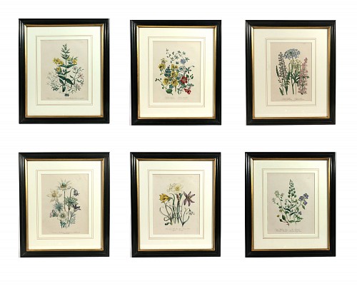 Print Jane Wells Loudon Botanical Prints-A Set of Six, from The Ladies' Flower-Garden, 1843 SOLD &bull;