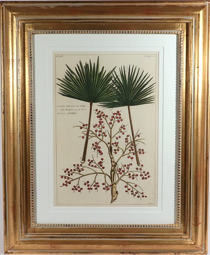 Print Botanical Hand-colored Engraving of Palmyra Palms, Georg Eberhard Rumphius (Herbarium Amboinense), 1741&acirc;1750), 1741-1750 $1,500