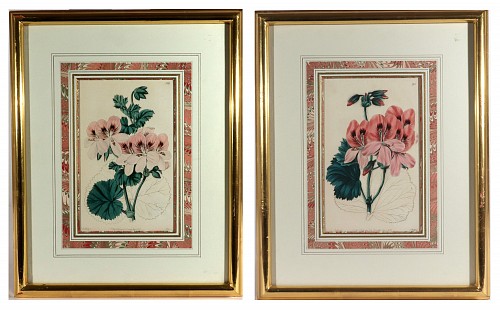 Inventory:  Print, Antique Botanical Prints of Geranium by Robert Sweet, 1820-22, $1,250