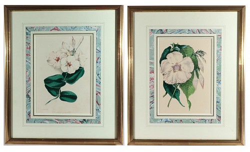 Print Botanical Prints by Sir Joseph Paxton from The Magazine of Botany, 1843-49 $800