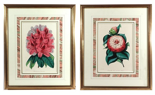 Inventory:  Print, Antique Botanical Prints by Sir Joseph Paxton from The Magazine of Botany, 1848-9, $1,250