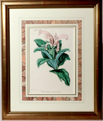 Inventory:  Print, Antique Botanical Print  of the ""Surinam centropogon"" by Sir Joseph Paxton, 1847, $600
