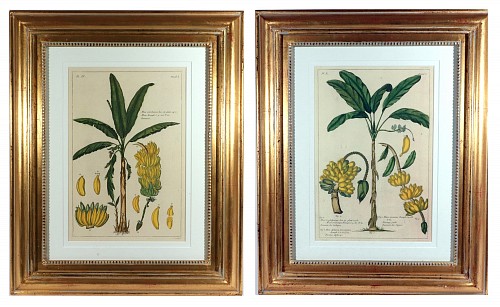 Inventory:  Print, Botanical Hand-colored Engraving of Banana Plants, Georg Eberhard Rumphius (Herbarium Amboinense, (1741&acirc;1750), 1741-1750, $5,000