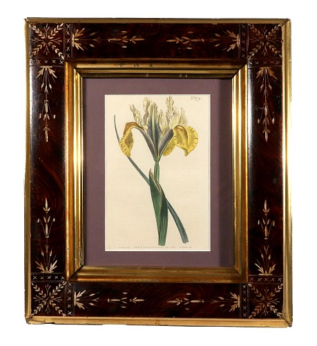 Inventory:  Print, William Curtis Iris lusitanica (Portuguese Flag), Curtis&acirc;s Botanical Magazine Plate 679, 1803