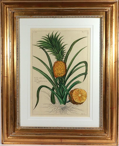 Print Botanical Hand-colored Engraving of a Pineapple, Georg Eberhard Rumphius (Herbarium Amboinense), 1741&acirc;1750), 1741-50 $2,500