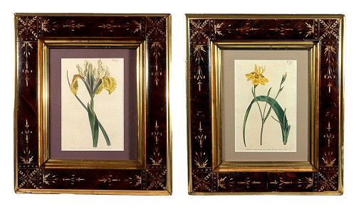 Inventory:  Print, Pair of Curtis&acirc;s Botanical Magazine Hand-Coloured Engravings, Portuguese Flag and Branching Moraea, Sydenham Edwards, 1803 and 1804, 1804, $1,500