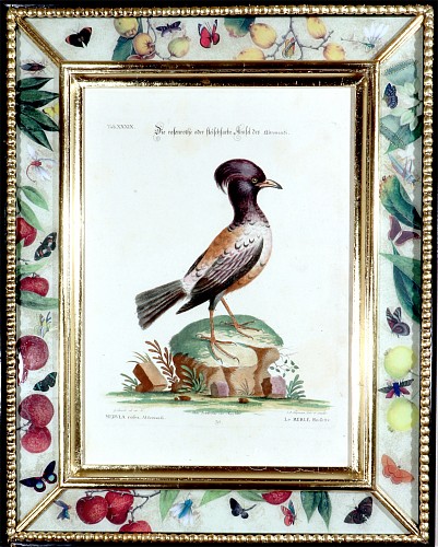 George Edwards Johann Seligmann Bird Print of Le Merle Rofette, Tab XXXIX, after George Edwards, 1770s SOLD &bull;